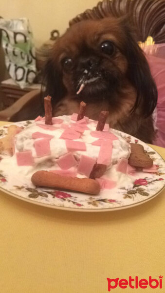 Pekingese, Köpek  Lady fotoğrafı