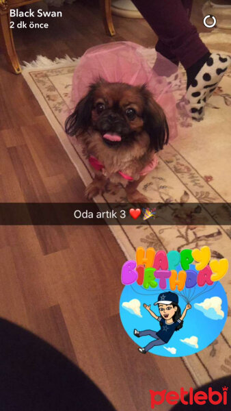 Pekingese, Köpek  Lady fotoğrafı