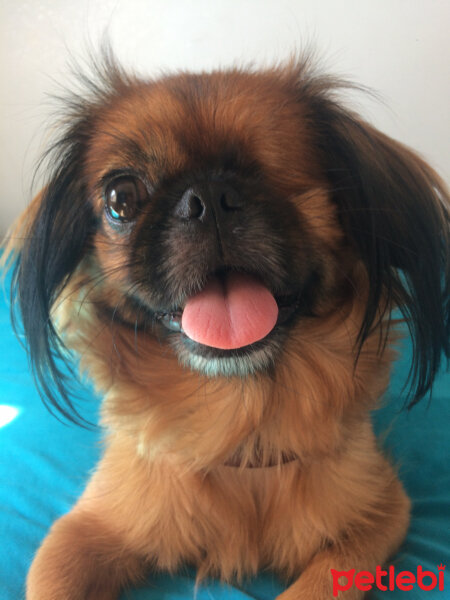 Pekingese, Köpek  Lady fotoğrafı