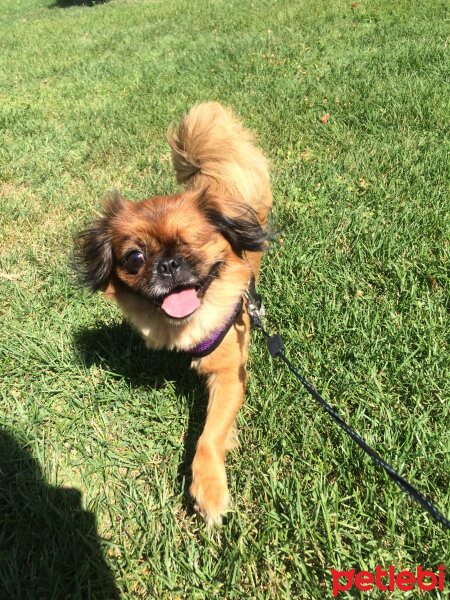 Pekingese, Köpek  Lady fotoğrafı