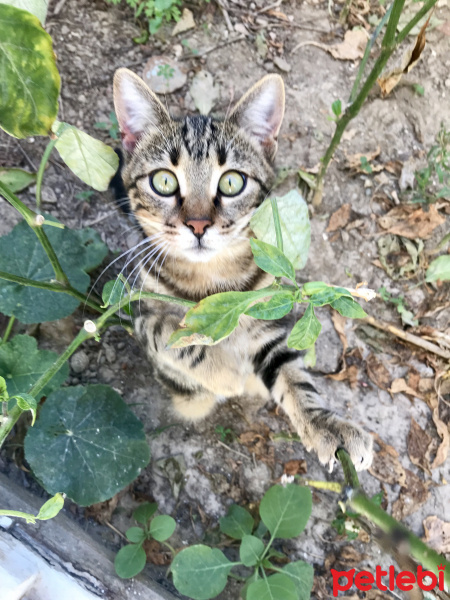 Tekir Kedi, Kedi  Kaplan fotoğrafı