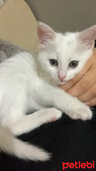 Van Kedisi, Kedi  Akça fotoğrafı