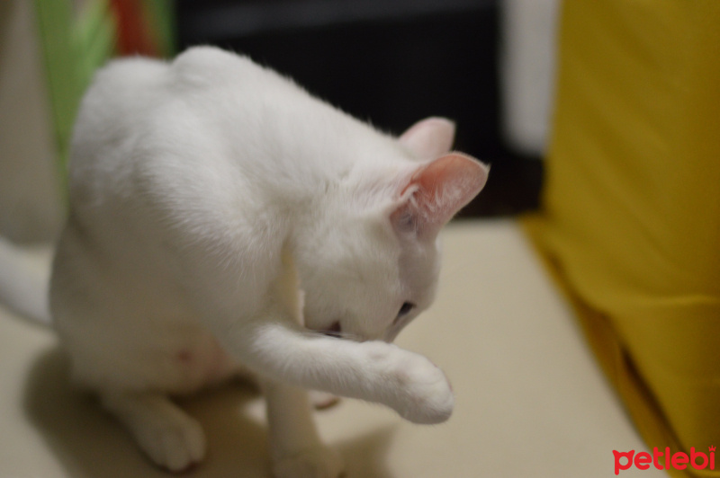 Van Kedisi, Kedi  Akça fotoğrafı