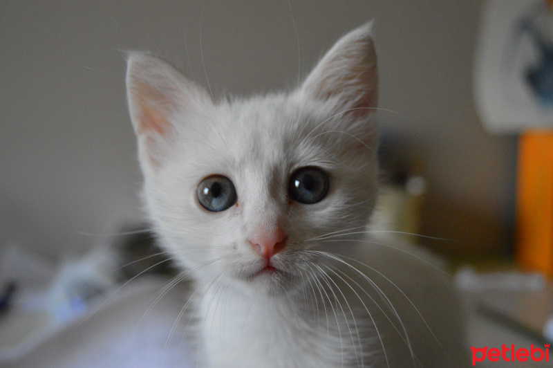 Van Kedisi, Kedi  Akça fotoğrafı