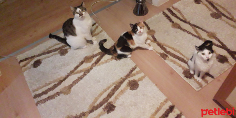 Tekir Kedi, Kedi  Romeo,tarçın,günüş fotoğrafı