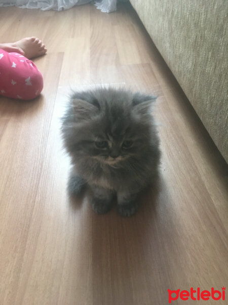 Chinchilla, Kedi  Duman fotoğrafı