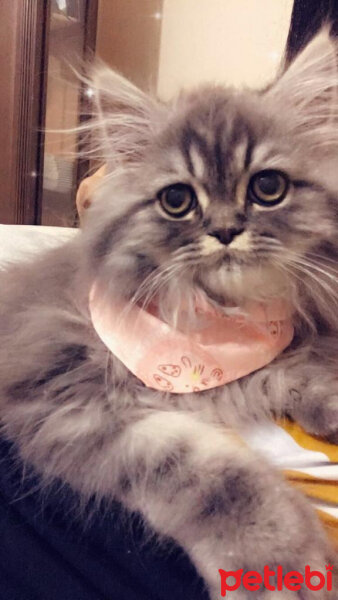 Chinchilla, Kedi  Duman fotoğrafı