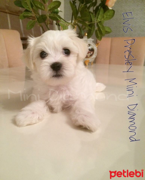 Maltese, Köpek  Elwis fotoğrafı