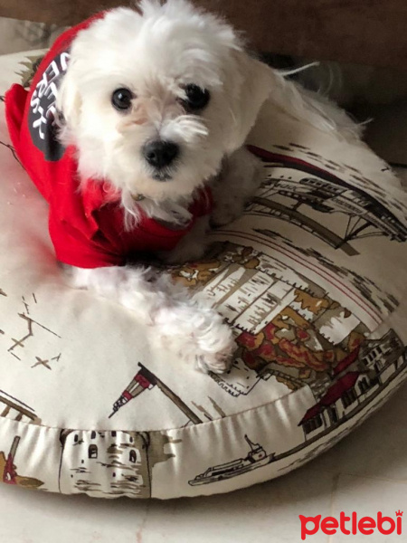 Maltese, Köpek  Elwis fotoğrafı
