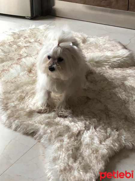 Maltese, Köpek  Elwis fotoğrafı