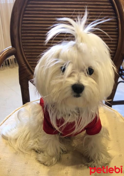 Maltese, Köpek  Elwis fotoğrafı