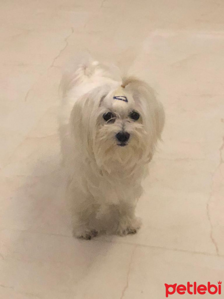 Maltese, Köpek  Elwis fotoğrafı