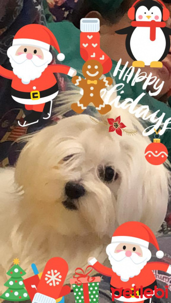 Maltese, Köpek  Elwis fotoğrafı