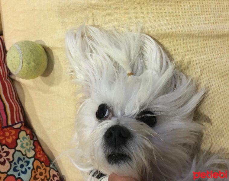 Maltese, Köpek  Elwis fotoğrafı