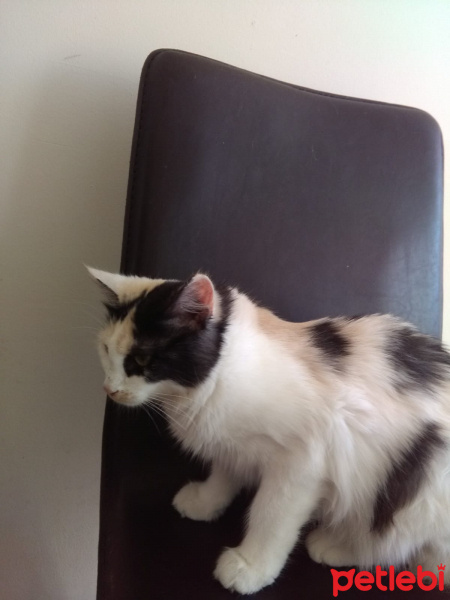 Tekir Kedi, Kedi  ŞİRİN VE ŞİRİNE fotoğrafı