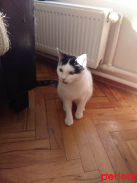 Tekir Kedi, Kedi  ŞİRİN VE ŞİRİNE fotoğrafı