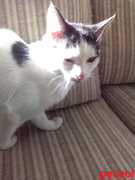 Tekir Kedi, Kedi  ŞİRİN VE ŞİRİNE fotoğrafı