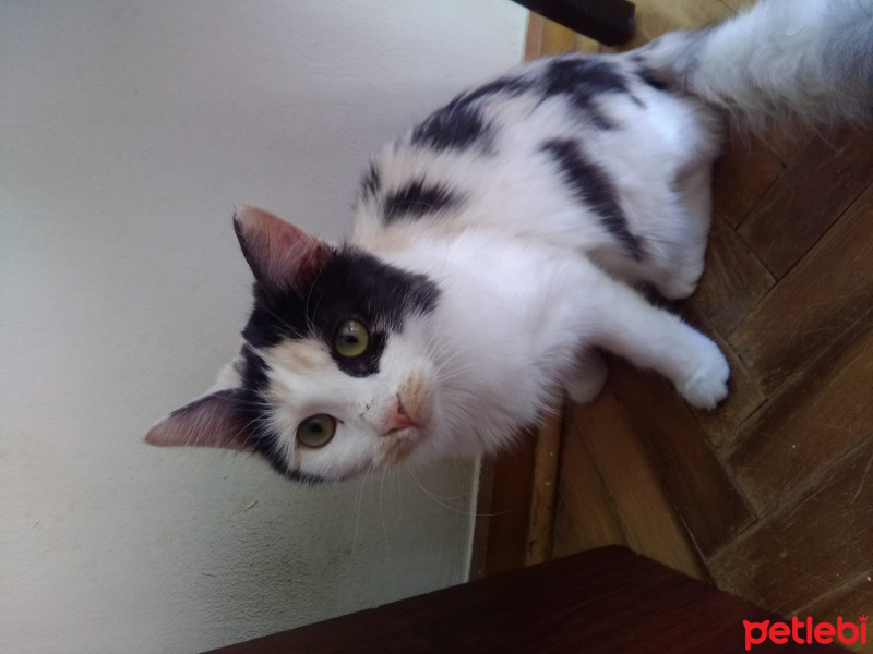 Tekir Kedi, Kedi  ŞİRİN VE ŞİRİNE fotoğrafı