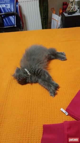 Chinchilla, Kedi  Can fotoğrafı