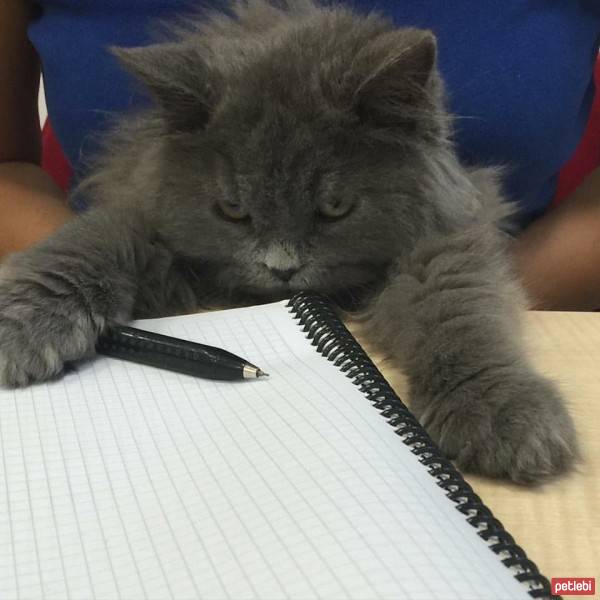 Chinchilla, Kedi  Can fotoğrafı