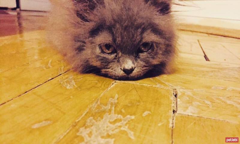 Chinchilla, Kedi  Can fotoğrafı