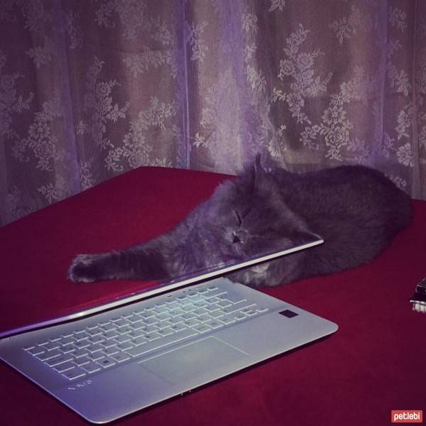 Chinchilla, Kedi  Can fotoğrafı