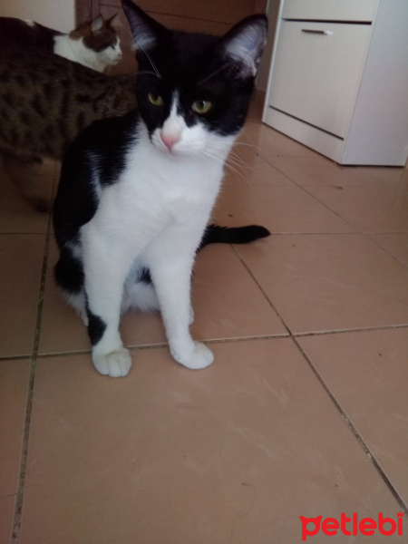 Bombay, Kedi  KORSAN VE LOKUM fotoğrafı