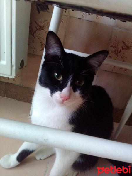 Bombay, Kedi  KORSAN VE LOKUM fotoğrafı