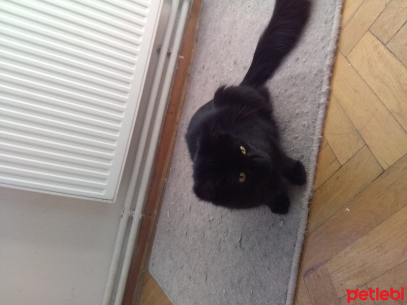 Bombay, Kedi  KORSAN VE LOKUM fotoğrafı