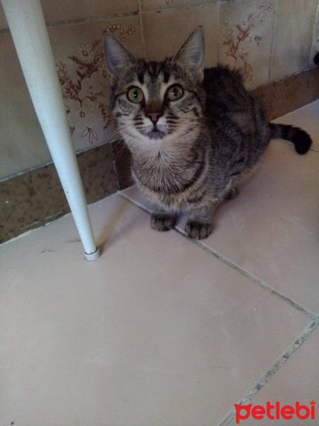 Tekir Kedi, Kedi  MİA fotoğrafı