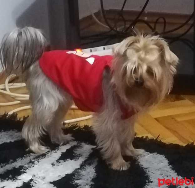 Yorkshire Terrier, Köpek  Şansım fotoğrafı