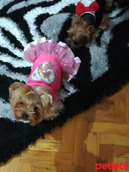 Yorkshire Terrier, Köpek  Şansım fotoğrafı
