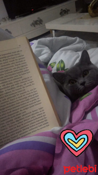 British Shorthair, Kedi  Fikri fotoğrafı