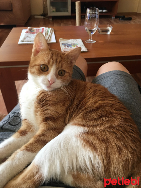 Sarman, Kedi  Alia fotoğrafı