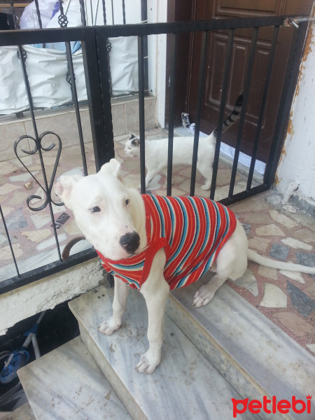 Dogo Arjantin, Köpek  Dogi fotoğrafı