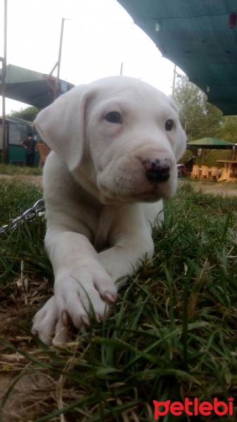 Dogo Arjantin, Köpek  Dogi fotoğrafı
