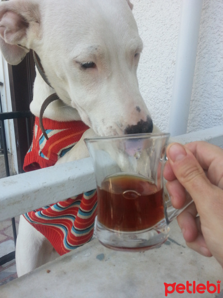 Dogo Arjantin, Köpek  Dogi fotoğrafı