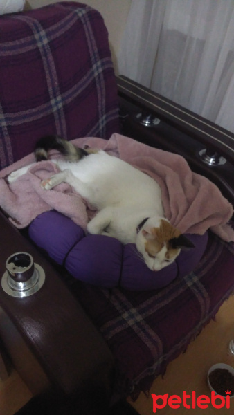 Tekir Kedi, Kedi  Mişa fotoğrafı