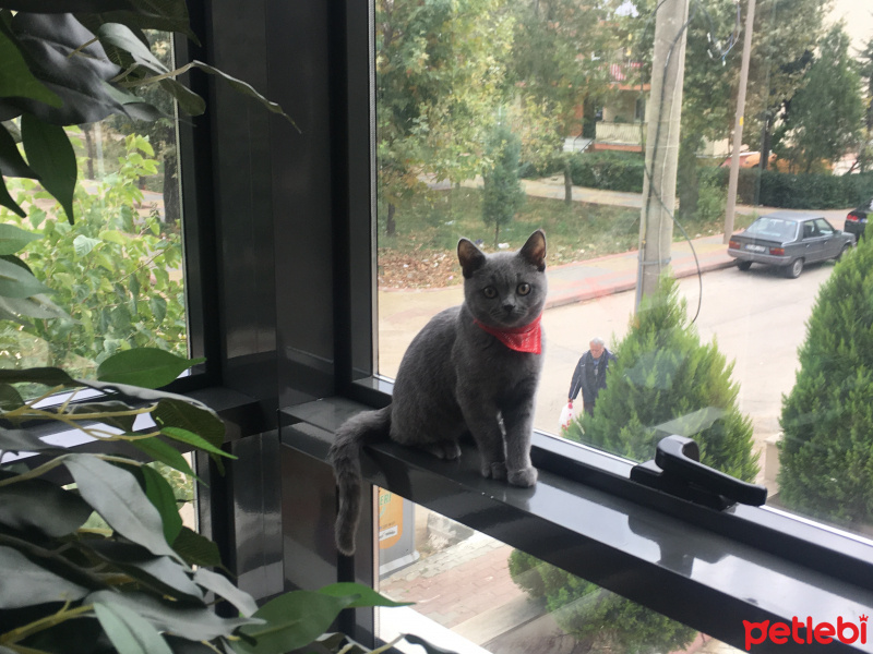 British Shorthair, Kedi  Yoda fotoğrafı