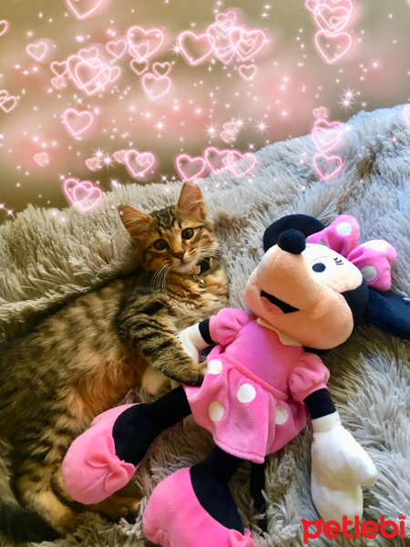 Tekir Kedi, Kedi  Mercan fotoğrafı