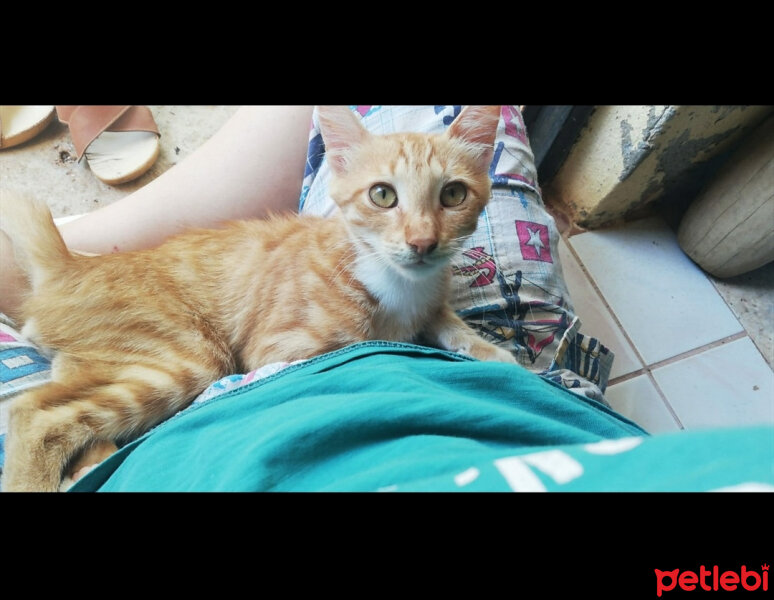 Tekir Kedi, Kedi  Minnoş fotoğrafı