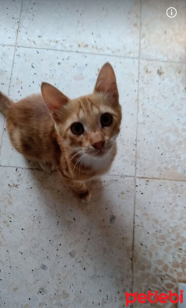 Tekir Kedi, Kedi  Minnoş fotoğrafı