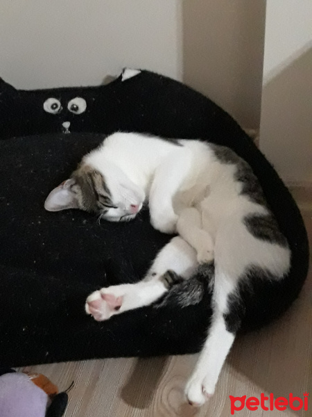 Tekir Kedi, Kedi  Ceviz fotoğrafı