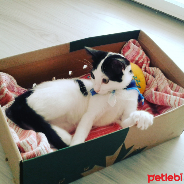 Tekir Kedi, Kedi  Kokoş fotoğrafı