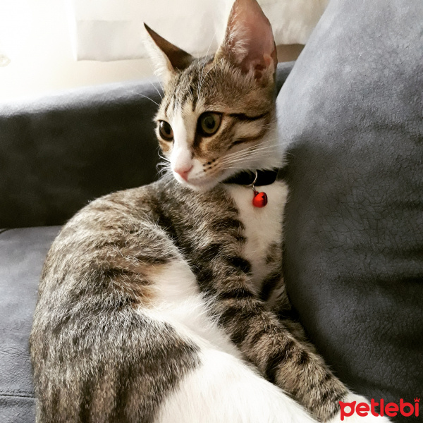 Tekir Kedi, Kedi  Badem fotoğrafı