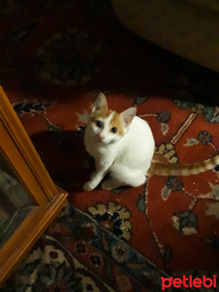 Tekir Kedi, Kedi  Simdilik yok fotoğrafı