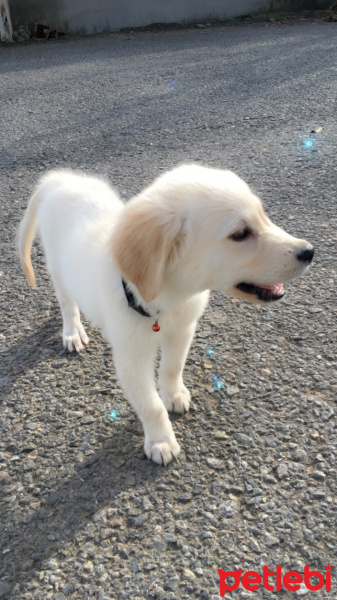 Golden Retriever, Köpek  zeus fotoğrafı