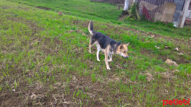 Alman Çoban Köpeği, Köpek  mira fotoğrafı