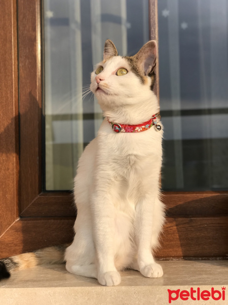 Tekir Kedi, Kedi  Düşes fotoğrafı