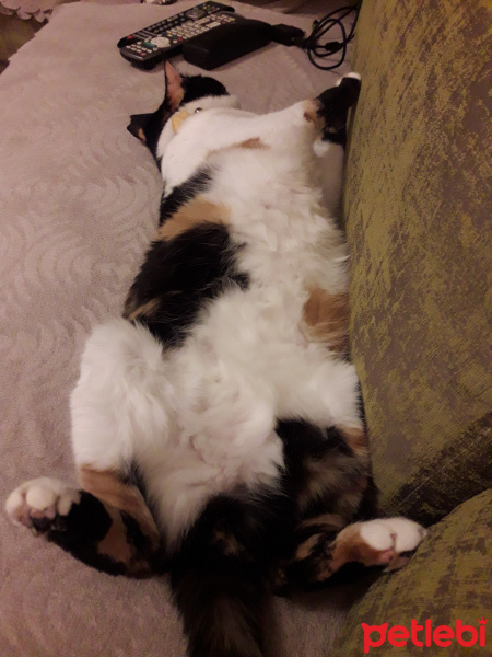 Tekir Kedi, Kedi  Uslu fotoğrafı